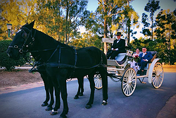 Champagne Wedding Carriages