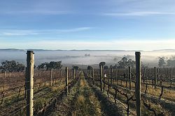 Coombe Yarra Valley