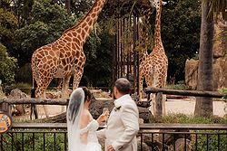 Melbourne Zoo Weddings